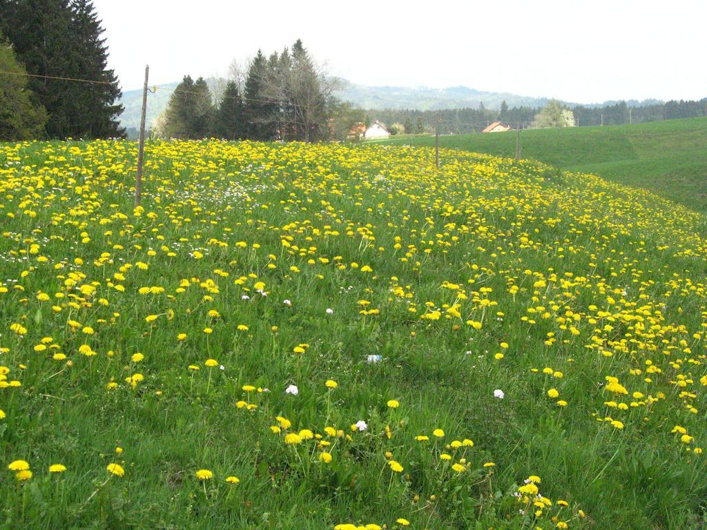 Haus Hoerger Apartman Maierhöfen Szoba fotó